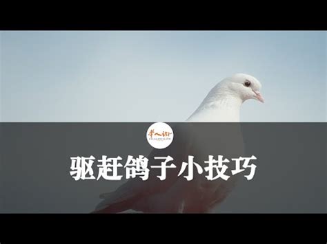 鴿子死在陽台|【鳥死在陽台怎麼處理】鳥兒飛進陽台不幸身亡處理指南